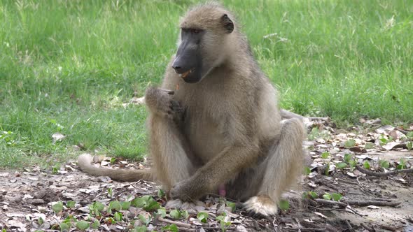 Baboon sits on the ground and eat seeds