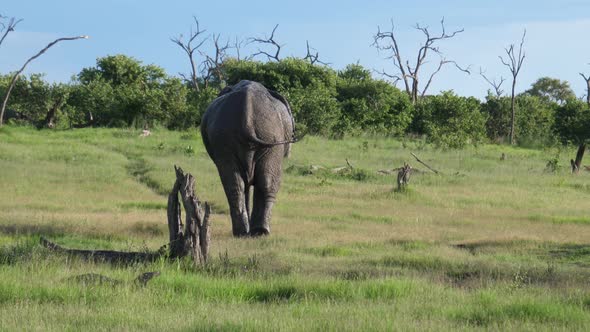 Bull elephant walks slowely away