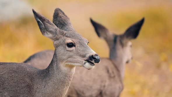 Wildlife Nature on Autumn Sunny Day. Close Up View on Deers in the Forest