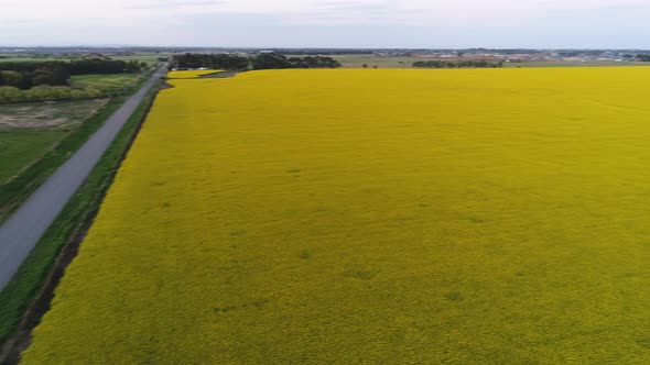 Aerial view of canola field and road