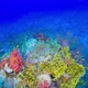 Tropical Fish on Vibrant Coral Reef - VideoHive Item for Sale