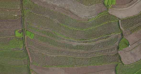 Aerial overview shot of several paddies with growing rice in Indonesia during daytime