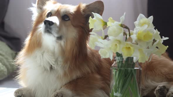 Corgi Dog Sitting Near The Vase Of Flowers 4
