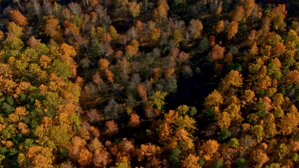 Top View of the Autumn Forest