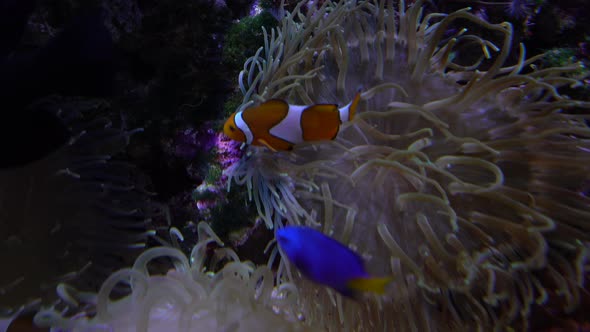 Ocellaris Clownfish or Amphiprion Ocellaris Swimming Underwater