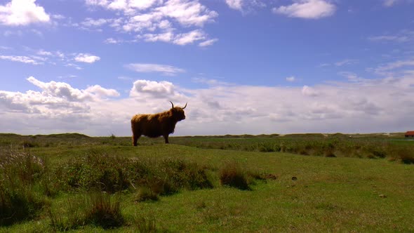 Highland Cow in a tough pose.