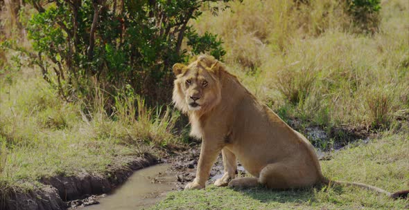 Lion sitting near a small creek