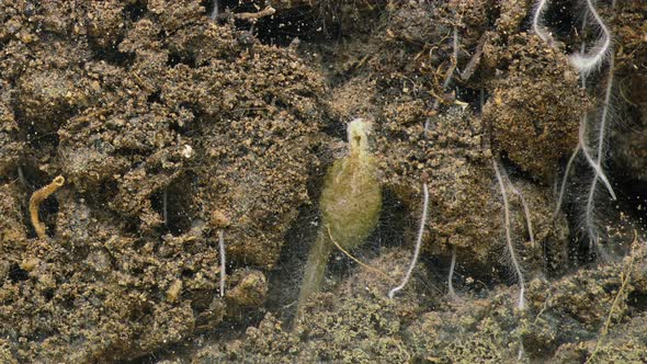 Seed Rotting Underground Soil