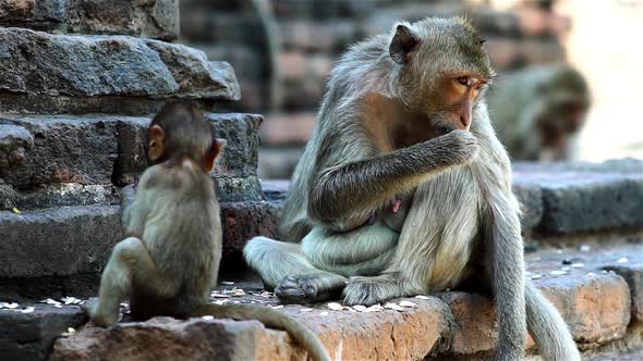 A group of monkey families gathering around an ancient ruin on a hot afternoon in South East Asia tr