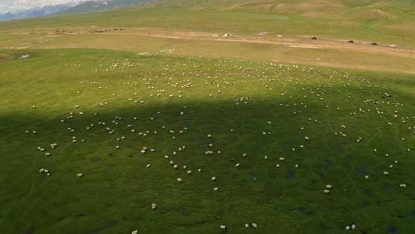 Bayinbuluku grassland and sheep in a fine day