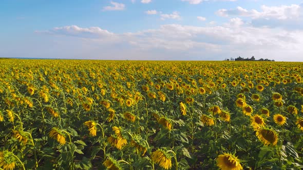 Flight Over a Field with Sunflowers Against a Background of Thunderclouds