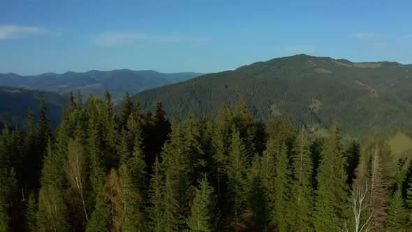 Drone Morning in Mountains Green Beautiful Trees Forest Cloudless Sky Background
