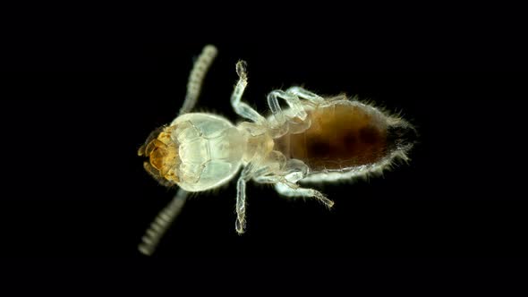 Termite (Isoptera) Reticulitermes Speratus Under a Microscope, Family Rhinotermitidae