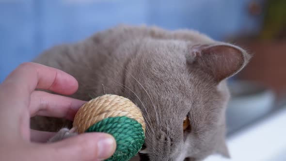 Female Hand Playing Ball with British Shorthair Nice Grey Cat