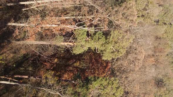 Vertical Video of a Forest Landscape on an Autumn Day in Ukraine