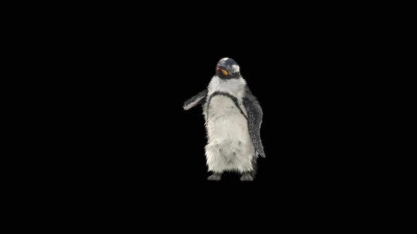 79 Penguin Dancing HD