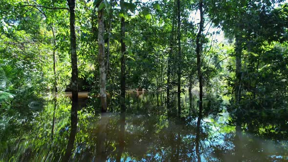 Stunning landscape of Amazon Forest at Amazonas State Brazil.