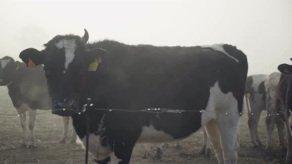 One black and white dairy cow missing one antler horn standing in farmland looking at camera in curi