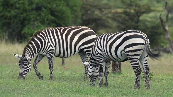 Two Zebra Eating Grass On The Safari Of El K Wildlife In Kenya. -medium shot
