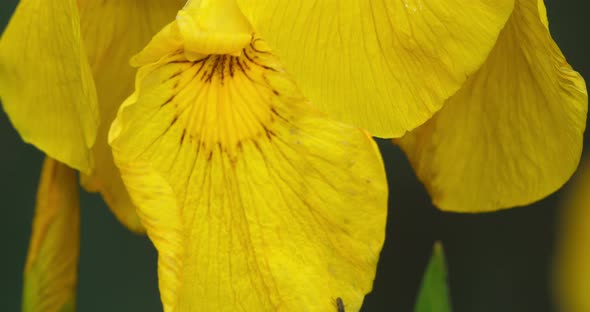 Yellow Iris, iris pseudacorus, Closeup of yellow flower petals.