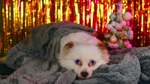 Fluffy White Dog Lying in Warm Blanket on Background of Shimmering Tinsel