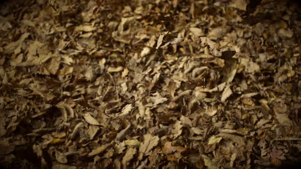 Dried leaves falling, Slow Motion