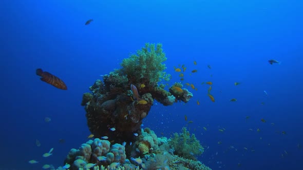 Underwater Tropical Corals