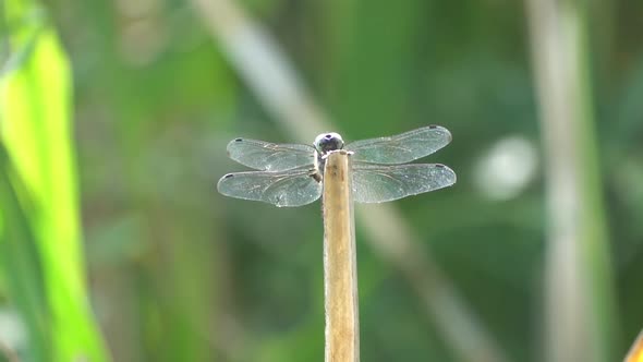 Close up shot of dragonfly resting on wooden branch in rural field during summertime