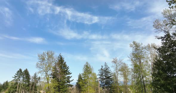 Panning shot of a large blue sky framed in by a forest of trees.