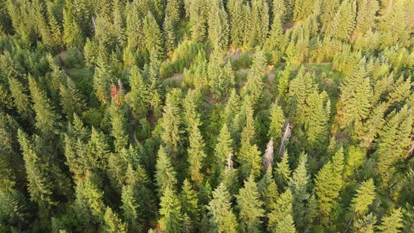 Numerous conifers near Salmon Arm, British Columbia at sunset viewed from above. High angle fly over
