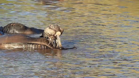 Graphic: Vulture pulls at the eye of dead bloated Wildebeest in river