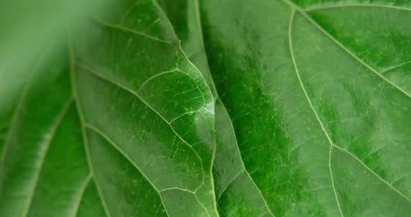 Macro Panning Shot of a Green Leaf