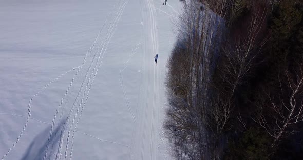 A Lonely Skier Skiing in the Winter Forest