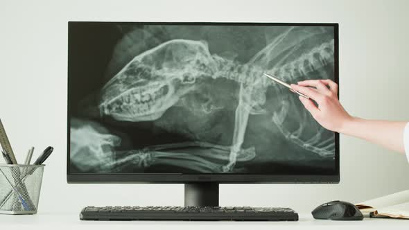 Doctor Veterinarian Examining Hedgehog Skeleton Roentgen on Computer Monitor