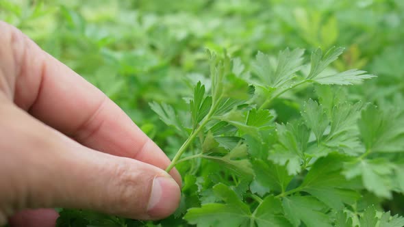 Green Parsley