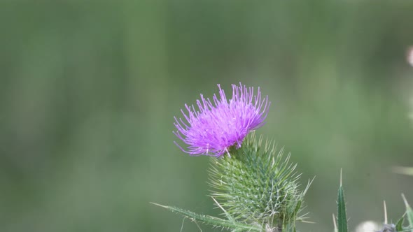 Extreme close up shot of an isolated spear thistleing with the wind