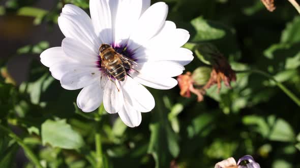 Close up view of bee on white flower. Beautiful background.