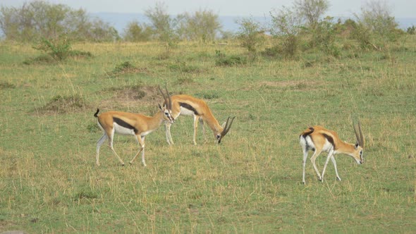 Thomsons gazelles grazing and walking