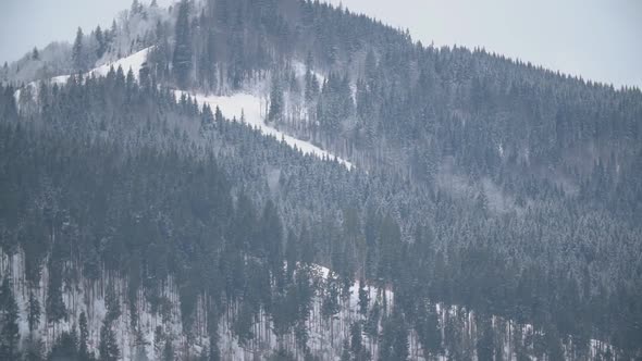 Christmas Trees in the Highlands