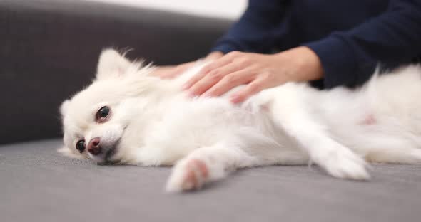 Pomeranian dog lying on sofa