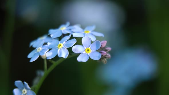 Beautiful Blue Wild flower