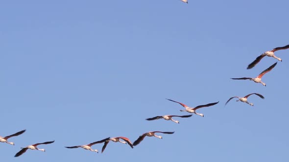 Large group of Chilean flamingos fly in formation in blue sky