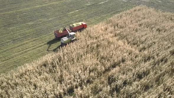 Upper Field Forage Chopper Pours Corn Mass Into Trailer