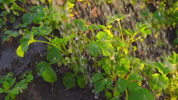 Evening Watering of Blooming Strawberries at the Setting Sun Closeup in Slow Motion