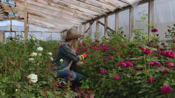 Girl Florist in a Flower Greenhouse Sitting Examines Roses Touches Hands Smiling. Little Flower