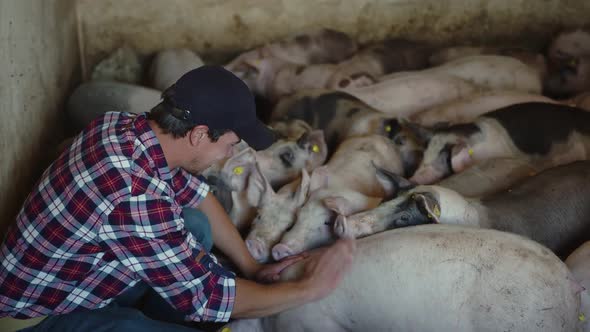 A Farmer Squatted on a Farm Next to His Pigs