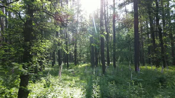 Beautiful Green Forest on a Summer Day Slow Motion