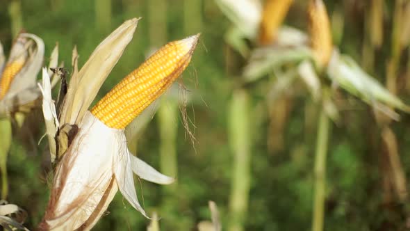 Fresh yellow corn