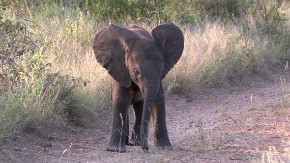 Close view of small elephant calf walking on dirt road and tall grass