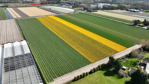 Flower and Tulip Vibrant Bright Colored Blossom Fields in Springtime the Netherlands